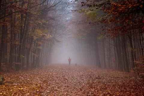 Foggy forest Stock Photos
