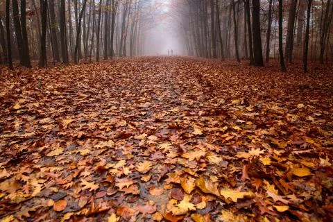 Foggy forest Stock Photos