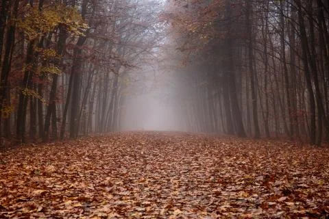 Foggy forest Stock Photos