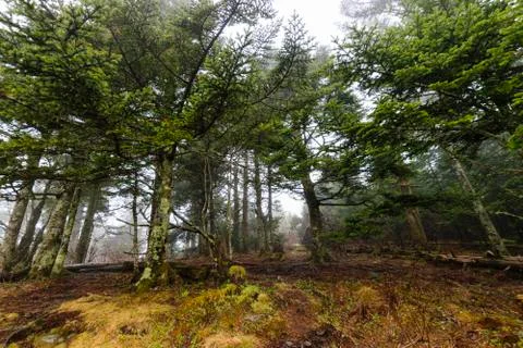 Foggy Forest Stock Photos