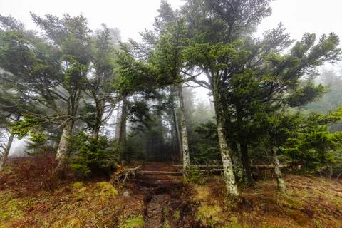 Foggy Forest Stock Photos