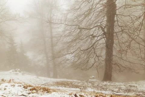 Foggy forest Stock Photos