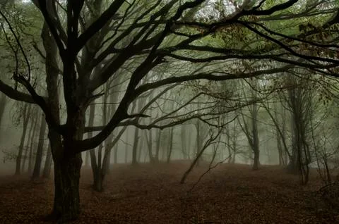 Foggy forest Stock Photos