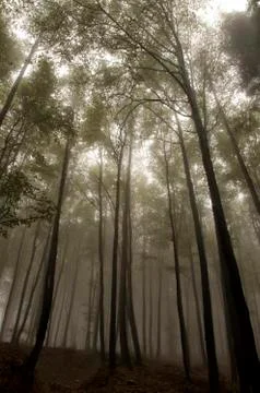Foggy forest Stock Photos