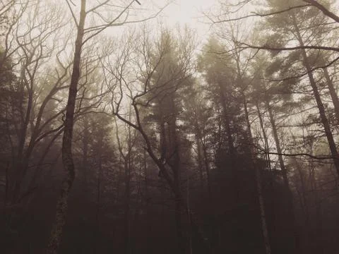 Foggy Forest Stock Photos