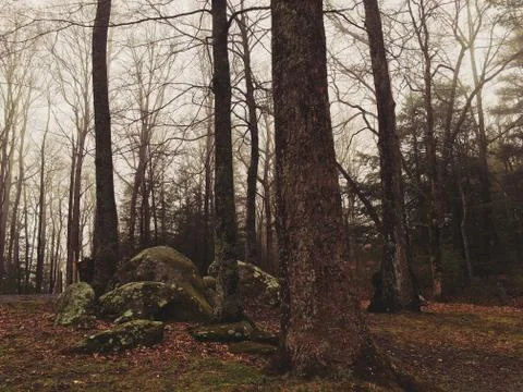 Foggy Forest Stock Photos
