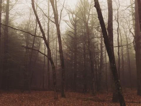 Foggy Forest Stock Photos