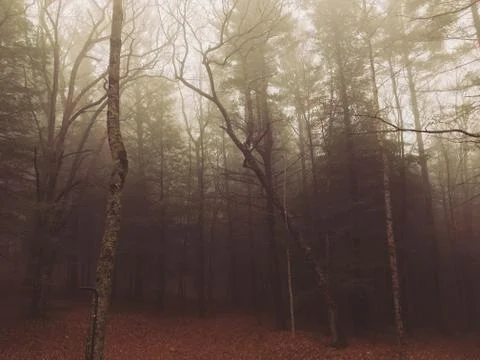Foggy Forest Stock Photos