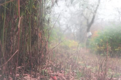 Foggy forest Stock Photos