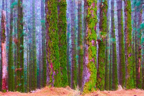 Foggy forest Foto stock