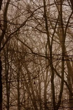Foggy Forest Stock Photos