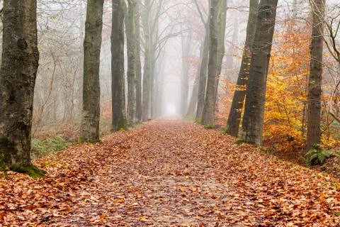 Foggy forest Stock Photos