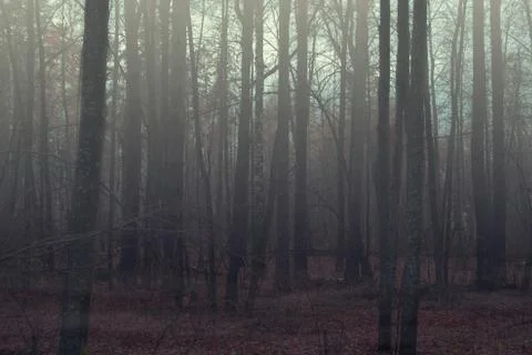 Foggy forest Stock Photos
