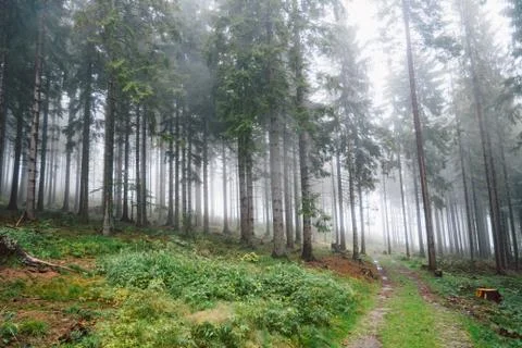 The foggy forest Stock Photos