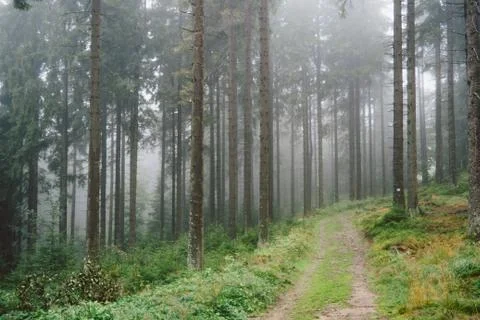 The foggy forest Stock Photos