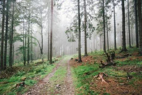 The foggy forest Stock Photos