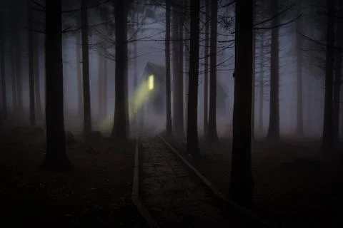 Foggy forest Fotos Stock