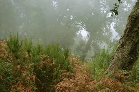 Foggy Forest Stock Photos