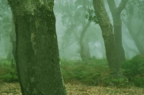 A foggy forest Stock Photos