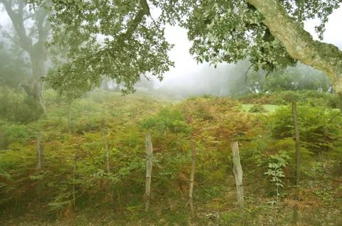 A foggy forest Stock Photos