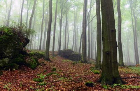 Foggy forest Stock Photos