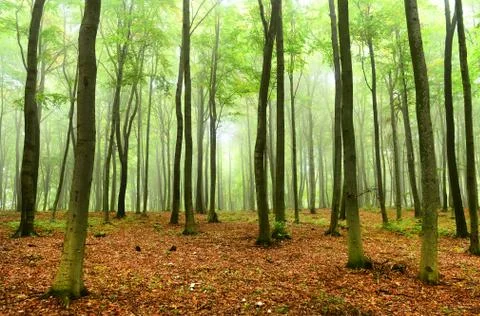 Foggy forest Stock Photos