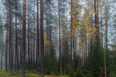 Foggy Forest Stock Photos