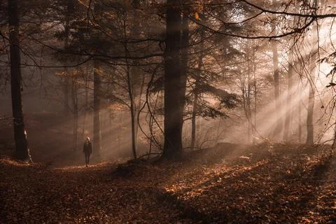 Foggy forest Stock Photos