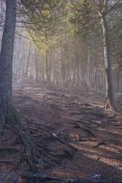 Foggy Forest Stock Photos