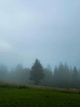 Foggy forest Foto stock