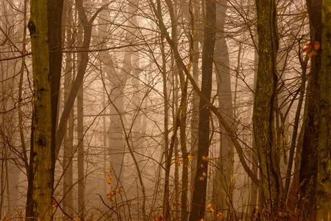 Foggy Forest Foto stock