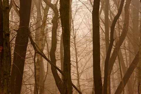 Foggy Forest Stock-Fotos