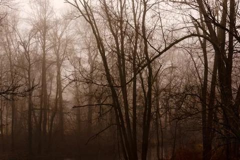 Foggy Forest Stock Photos