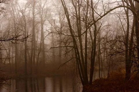 Foggy Forest Stock Photos
