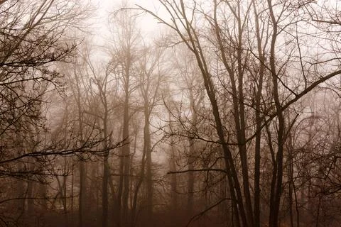 Foggy Forest Stock Photos