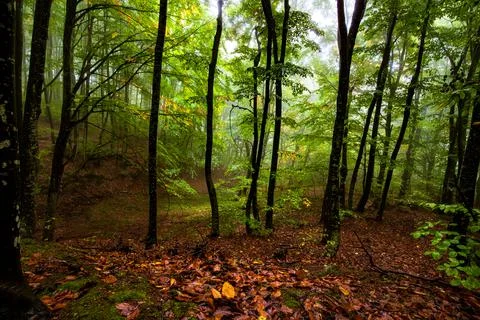 Foggy forest Foto stock