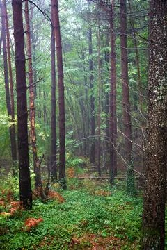 Foggy forest Stock Photos