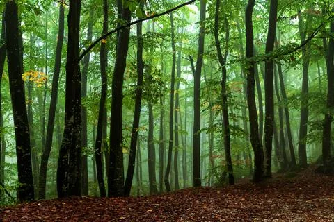 Foggy forest Stock Photos