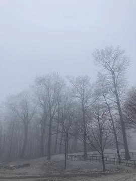 Foggy Forest Stock Photos