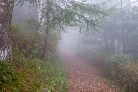 Foggy Forest Stock Photos