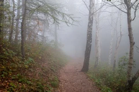 Foggy Forest Stock Photos