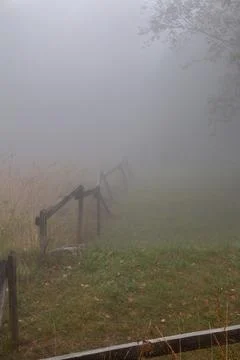 Foggy Forest Stock Photos