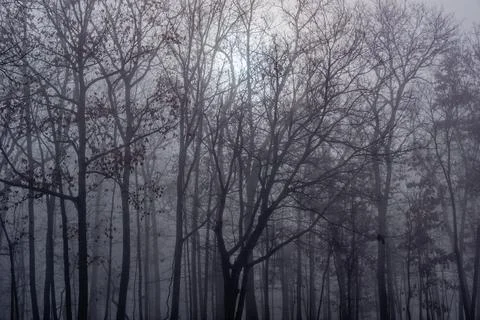 Foggy in the forest Stock Photos