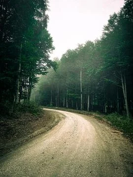 Foggy forest Stock Photos