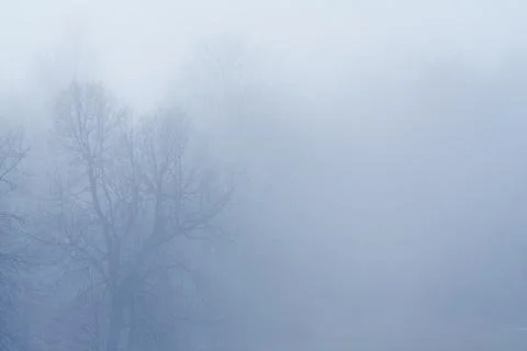 Foggy forest Stock Photos