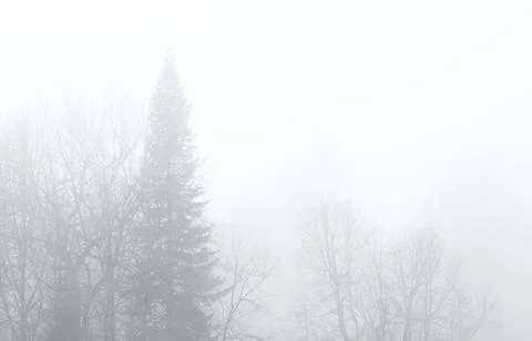 Foggy forest Stock Photos