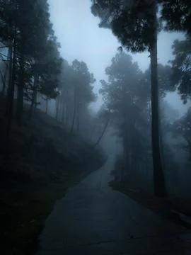 Foggy forest Stock Photos