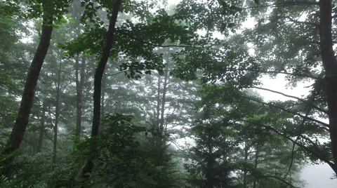 A foggy forest scene, 4K Stock Footage 67267666