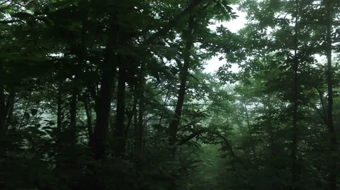 A foggy forest scene. Stock Footage 67252210