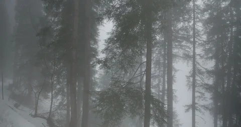 Foggy Forest in the Snow Stock Footage 89140822